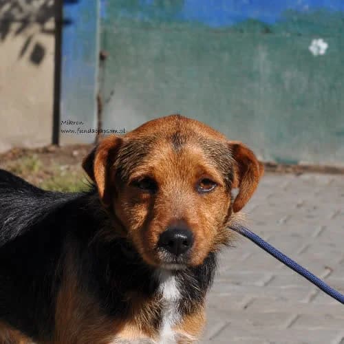 Mikron, male puppy Mixed Breed for adoption at Fundacja Puszatek, Warszawa