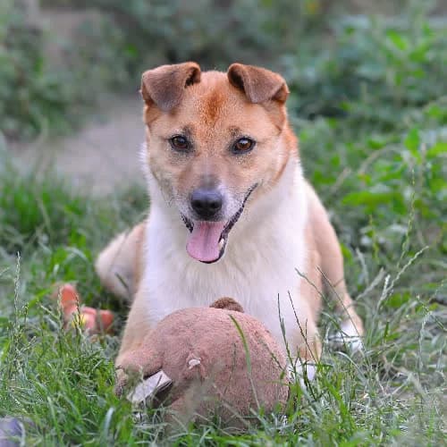 Orzech, male puppy Mixed Breed for adoption at Fundacja Puszatek, Warszawa