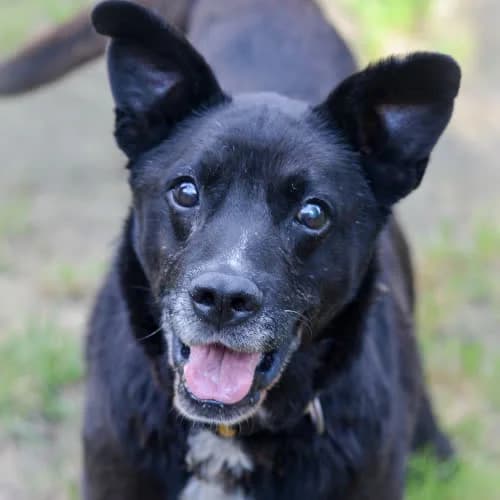 Hades, male puppy Mixed Breed for adoption at Fundacja Puszatek, Warszawa