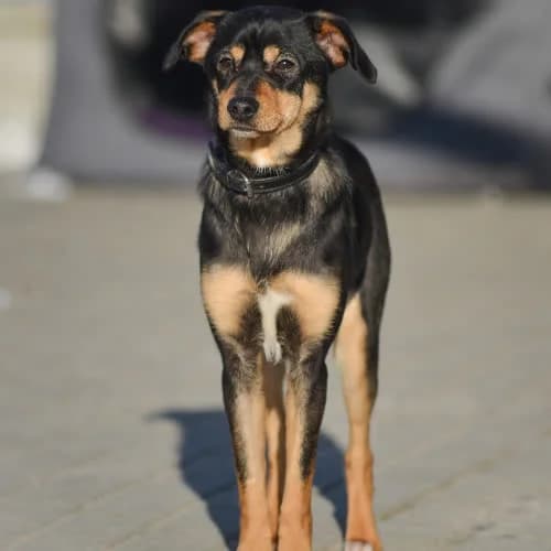 Gaja, female puppy Mixed Breed for adoption at Fundacja Puszatek, Warszawa