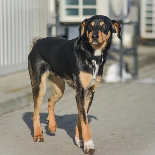 Zefir, male puppy Mixed Breed for adoption at Fundacja Puszatek, Warszawa