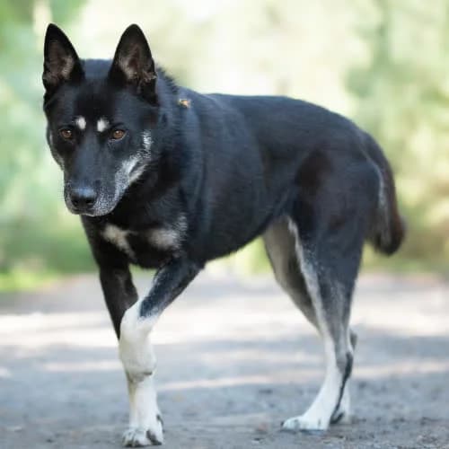 odważna COSTA, female 3yo Mixed Breed for adoption at Fundacja Puszatek, Warszawa