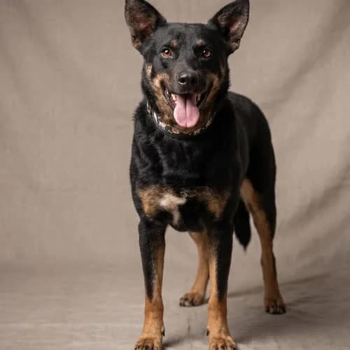 RUBEN, male 7yo Mixed Breed for adoption at Fundacja Puszatek, Warszawa
