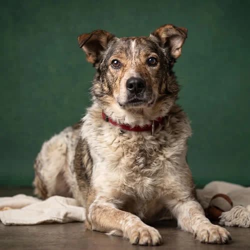XANT, male puppy Mixed Breed for adoption at Fundacja Puszatek, Warszawa