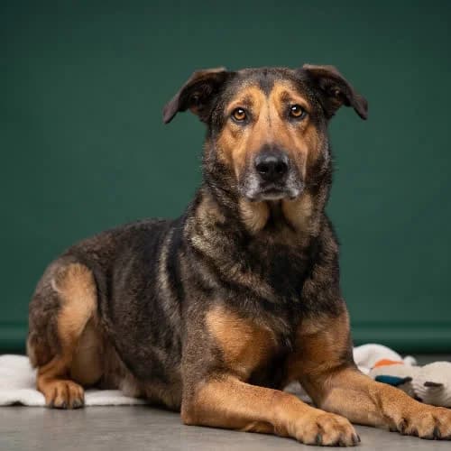 GRUDEK, male puppy Mixed Breed for adoption at Fundacja Puszatek, Warszawa