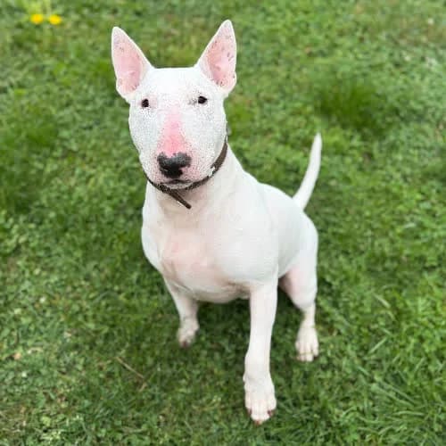 Antek, male puppy Mixed Breed for adoption at Fundacja Puszatek, Warszawa