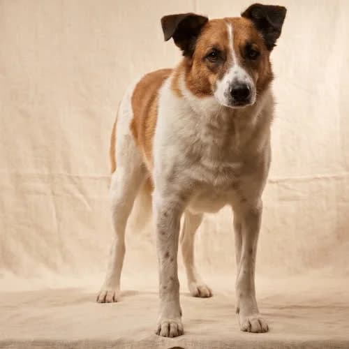 LOG, male puppy Mixed Breed for adoption at Fundacja Puszatek, Warszawa