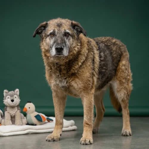 DIMI, male puppy Mixed Breed for adoption at Fundacja Puszatek, Warszawa