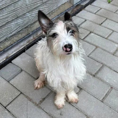 FRĘDZEL, male senior Mixed Breed for adoption at Fundacja Puszatek, Warszawa