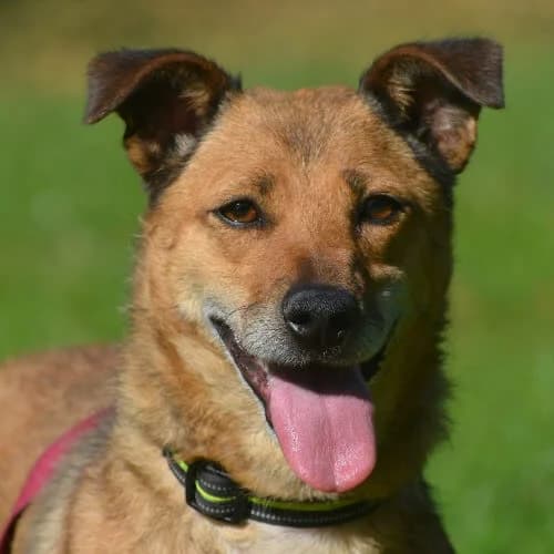 Greta, female puppy Mixed Breed for adoption at Fundacja Puszatek, Warszawa