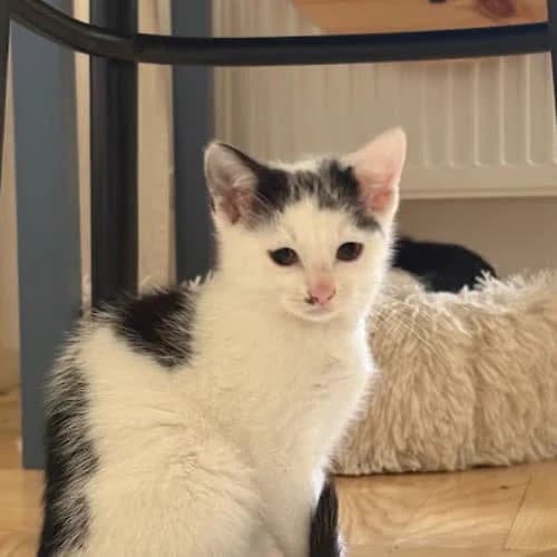 Lutnia, female 4yo Mixed Breed for adoption at Fundacja Puszatek, Warszawa