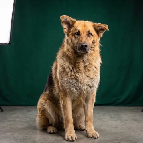 CEZAR, male 7yo Mixed Breed for adoption at Fundacja Puszatek, Warszawa