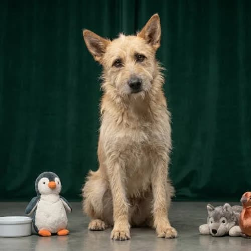 EGIPT, male puppy Mixed Breed for adoption at Fundacja Puszatek, Warszawa