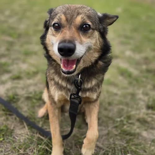 Wedel, male puppy Mixed Breed for adoption at Fundacja Puszatek, Warszawa