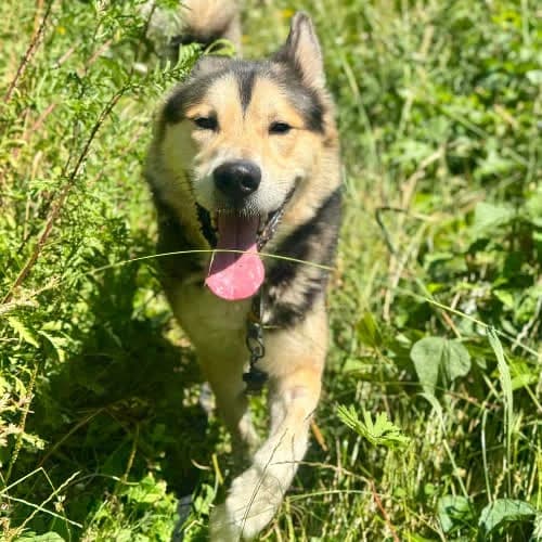 Balto, male puppy Mixed Breed for adoption at Fundacja Puszatek, Warszawa
