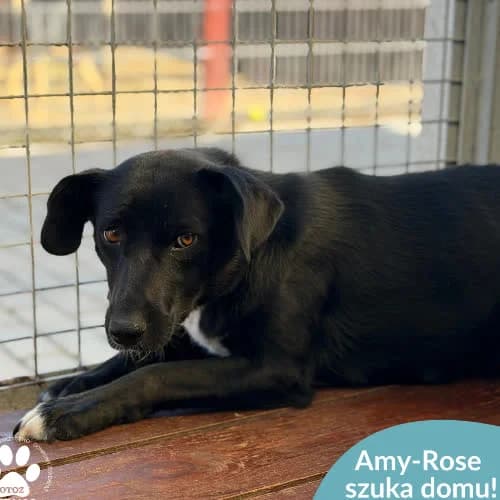 Amy-Rose, female puppy Mixed Breed for adoption at Fundacja Puszatek, Warszawa