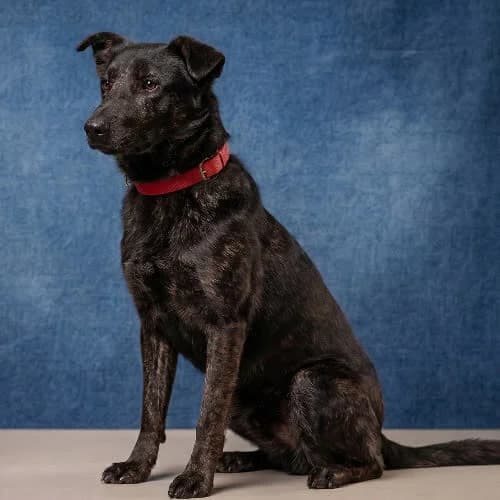 SORBET, male puppy Mixed Breed for adoption at Fundacja Puszatek, Warszawa