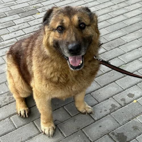 Anton, male puppy Mixed Breed for adoption at Fundacja Puszatek, Warszawa