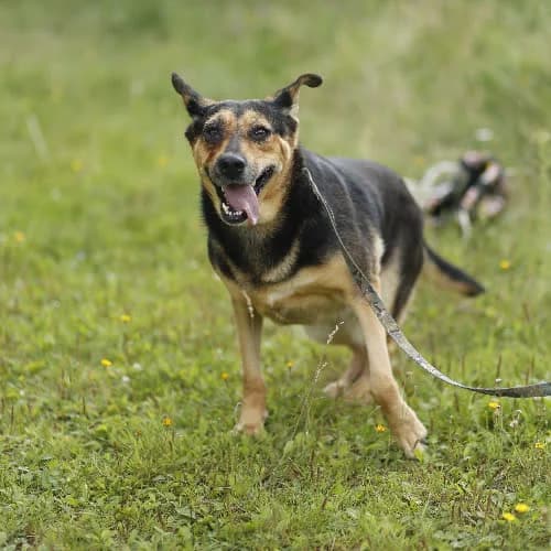 Sława, female puppy Mixed Breed for adoption at Fundacja Puszatek, Warszawa