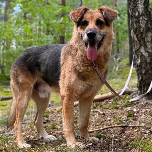 Sidnej, male puppy Mixed Breed for adoption at Fundacja Puszatek, Warszawa
