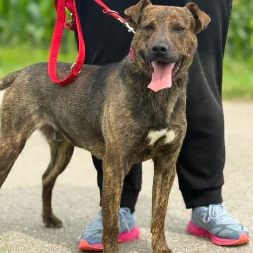 Tarek, male puppy Mixed Breed for adoption at Fundacja Puszatek, Warszawa