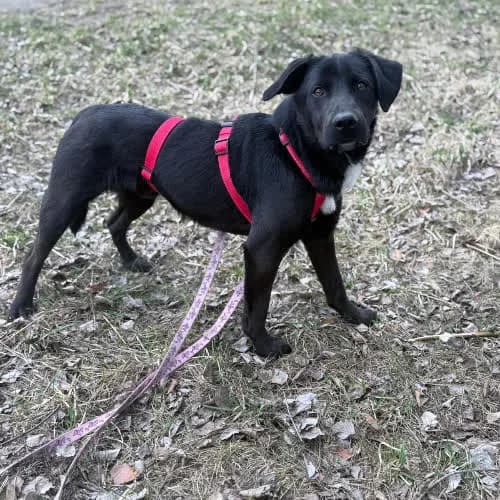 Orzysz, male young Mixed Breed for adoption at Fundacja Puszatek, Warszawa