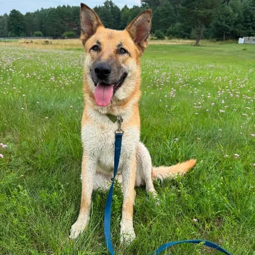 Texas, male puppy Mixed Breed for adoption at Fundacja Puszatek, Warszawa