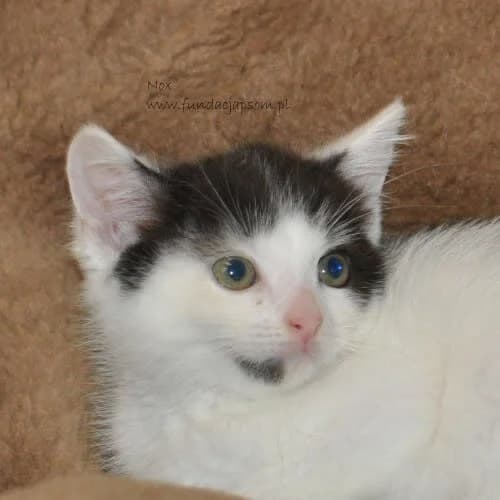 Nox, male young Mixed Breed for adoption at Fundacja Puszatek, Warszawa