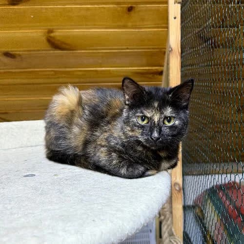 Holi, female 3yo Mixed Breed for adoption at Fundacja Puszatek, Warszawa