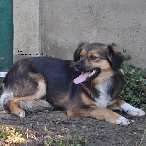 Sissi, female puppy Mixed Breed for adoption at Fundacja Puszatek, Warszawa