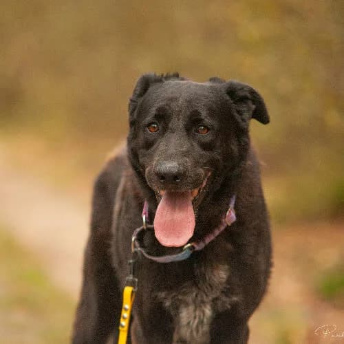 Keno, male puppy Mixed Breed for adoption at Fundacja Puszatek, Warszawa