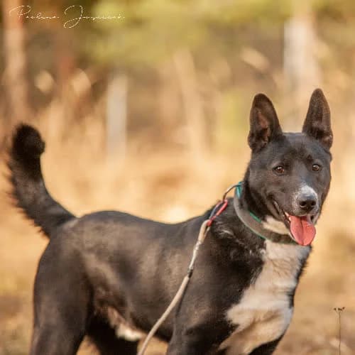 Kimko, male puppy Mixed Breed for adoption at Fundacja Puszatek, Warszawa