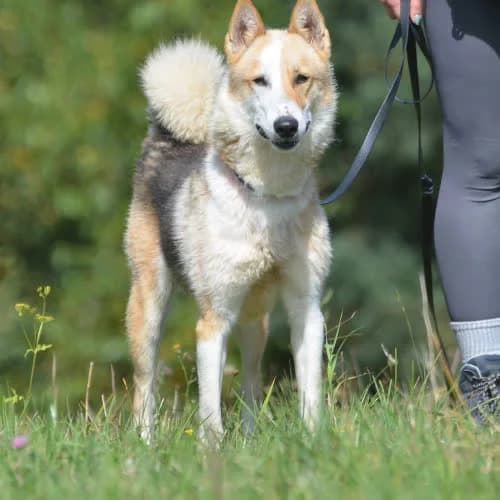 Czila, female puppy Mixed Breed for adoption at Fundacja Puszatek, Warszawa