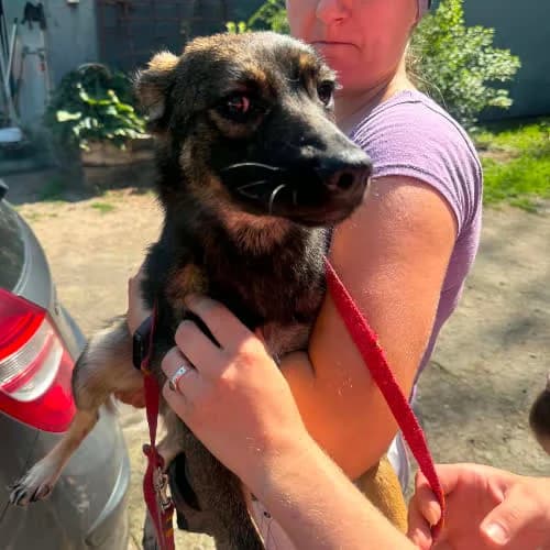 Nata, female puppy Mixed Breed for adoption at Fundacja Puszatek, Warszawa