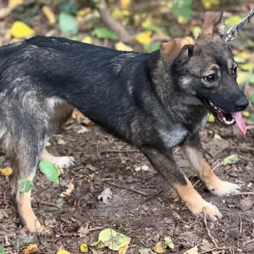 Nata, female puppy Mixed Breed for adoption at Fundacja Puszatek, Warszawa