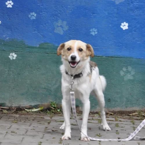 Luis, male puppy Mixed Breed for adoption at Fundacja Puszatek, Warszawa