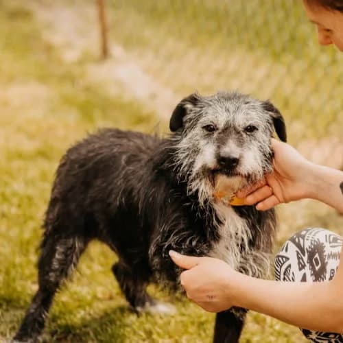 Zgredek, male senior Mixed Breed for adoption at Fundacja Puszatek, Warszawa