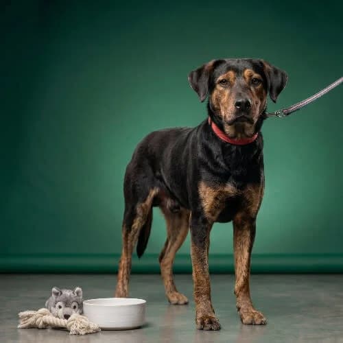 SYNDYK, male puppy Mixed Breed for adoption at Fundacja Puszatek, Warszawa
