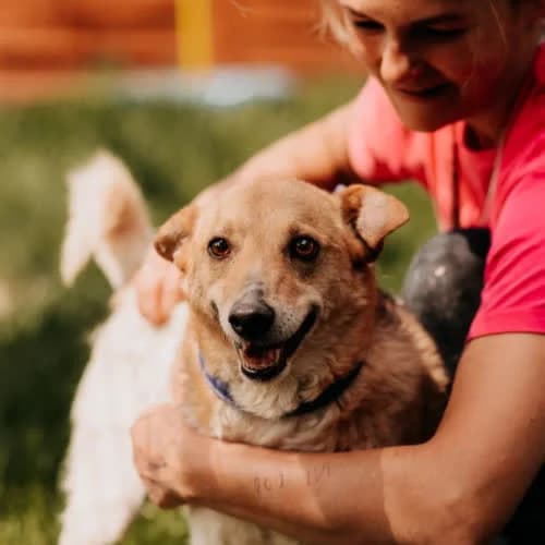 Brunek, male senior Mixed Breed for adoption at Fundacja Puszatek, Warszawa