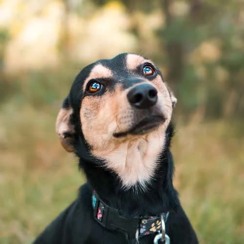 Gumiś, male senior Mixed Breed for adoption at Fundacja Puszatek, Warszawa