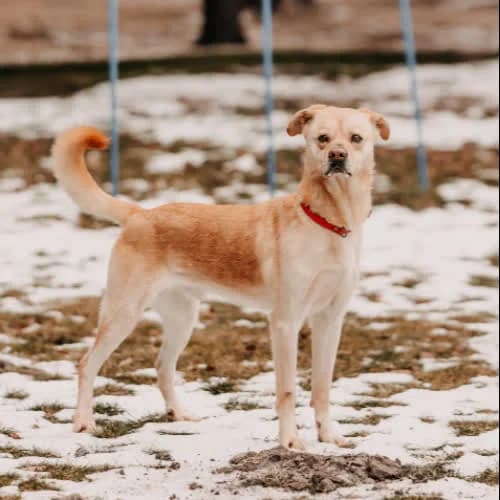 Fado, male puppy Mixed Breed for adoption at Fundacja Puszatek, Warszawa