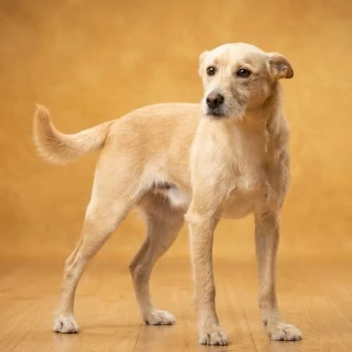 EWALD, male puppy Mixed Breed for adoption at Fundacja Puszatek, Warszawa