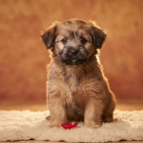 SZELA, female young Mixed Breed for adoption at Fundacja Puszatek, Warszawa