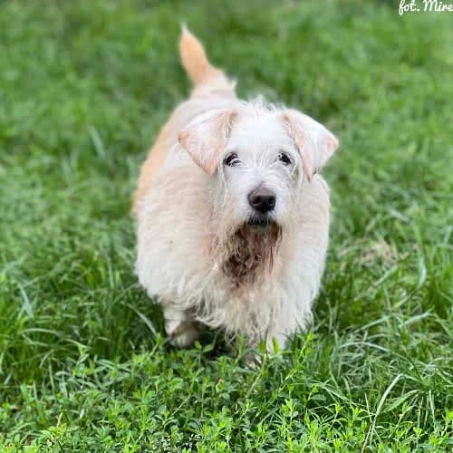 Pinia, female puppy Mixed Breed for adoption at Fundacja Puszatek, Warszawa