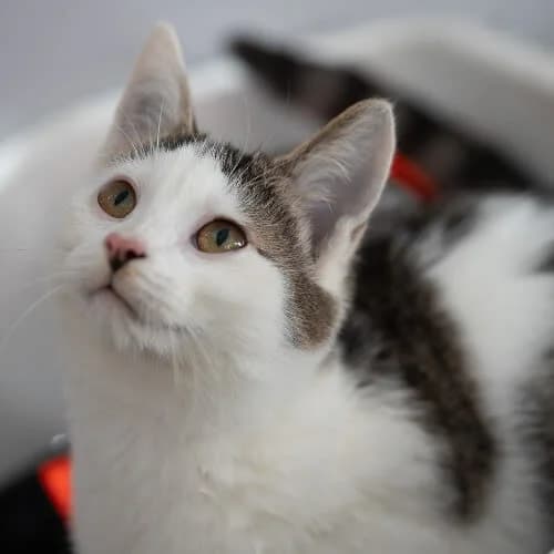Kociak dziewczynka, female 4yo Mixed Breed for adoption at Fundacja Puszatek, Warszawa