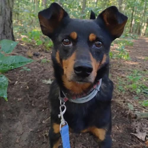 Benek, male 6yo Mixed Breed for adoption at Fundacja Puszatek, Warszawa