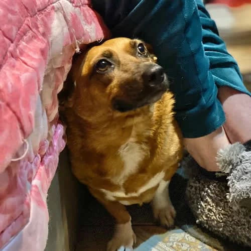 Sara, female puppy Mixed Breed for adoption at Fundacja Puszatek, Warszawa