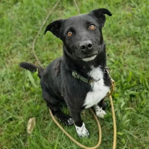 MISIEK, male puppy Mixed Breed for adoption at Fundacja Puszatek, Warszawa
