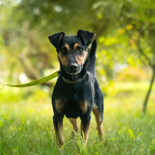 DARWIN, male puppy Mixed Breed for adoption at Fundacja Puszatek, Warszawa