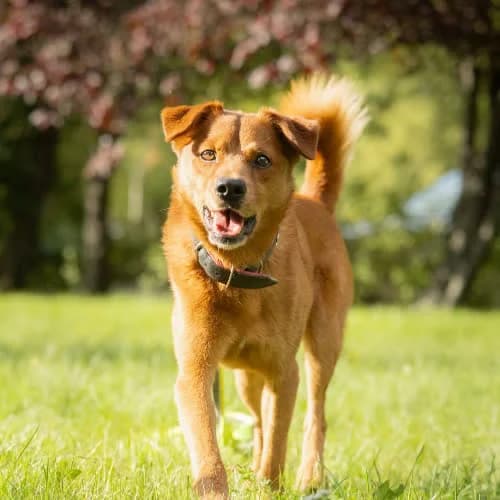 UFIK, male 3yo Mixed Breed for adoption at Fundacja Puszatek, Warszawa